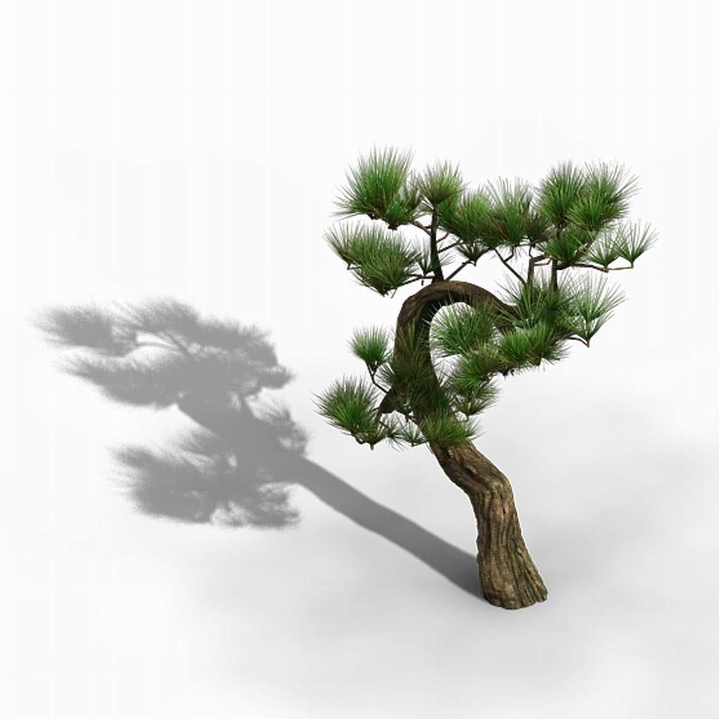 Tianyin Temple - Pine 03 3D model_3