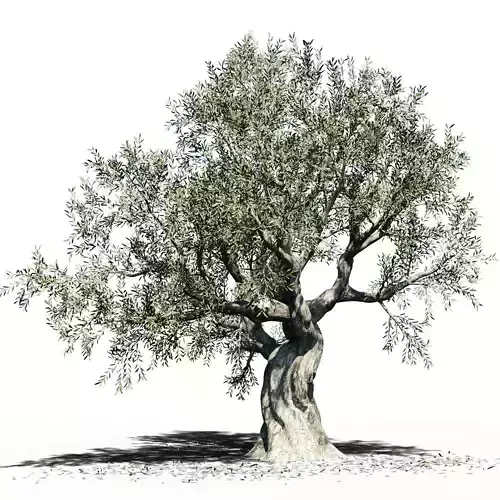 Olive Tree  Europa Olea  variation 3