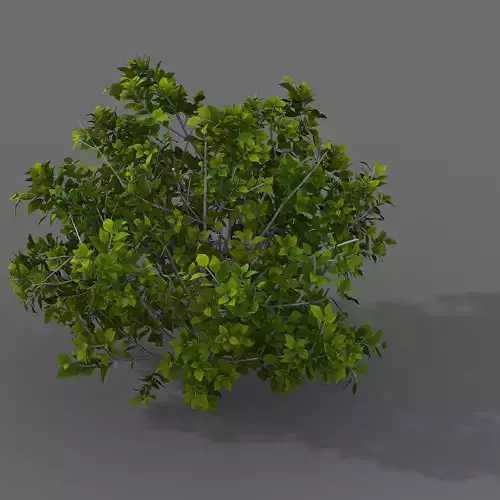 Journey to the West - shrubs 02