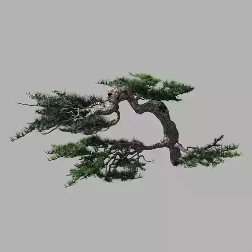 Journey to the West - Putuo Mountain - Pine 02