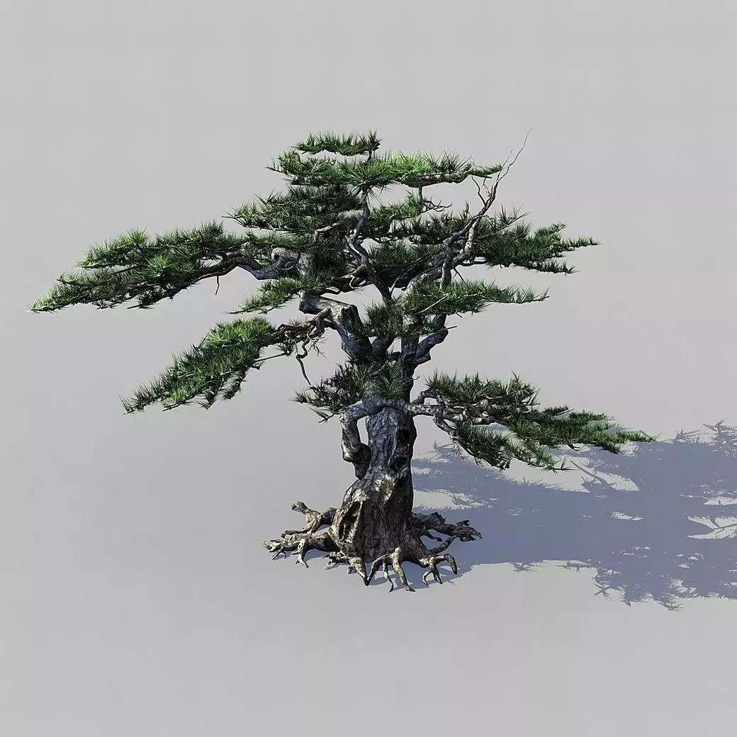 Journey to the West - Putuoshan - Pine 03 3D model_0