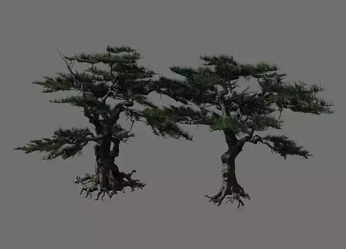 Journey to the West - Putuo Mountain - Pine 04