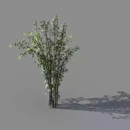 Journey to the West - Putuoshan - Bamboo 03