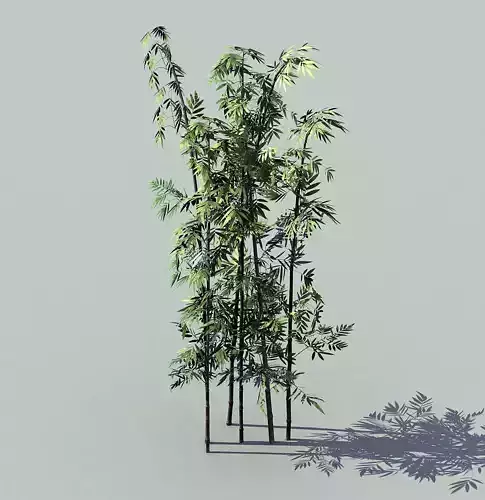 Journey to the West - Putuoshan - Bamboo 09