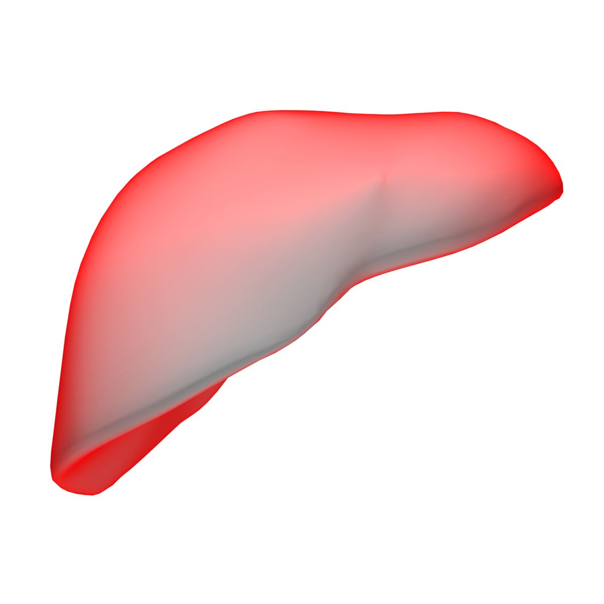 Liver Basic MAX 2008 3D model_3