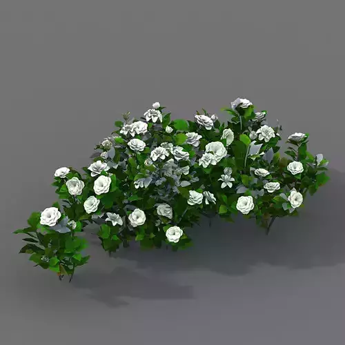 Journey to the West - Gardenia 01