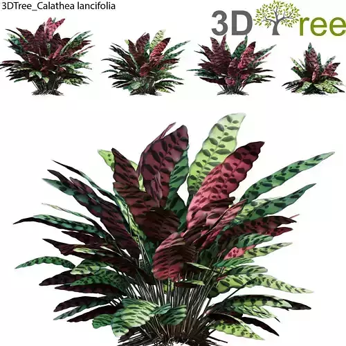 Calathea lancifolia 03