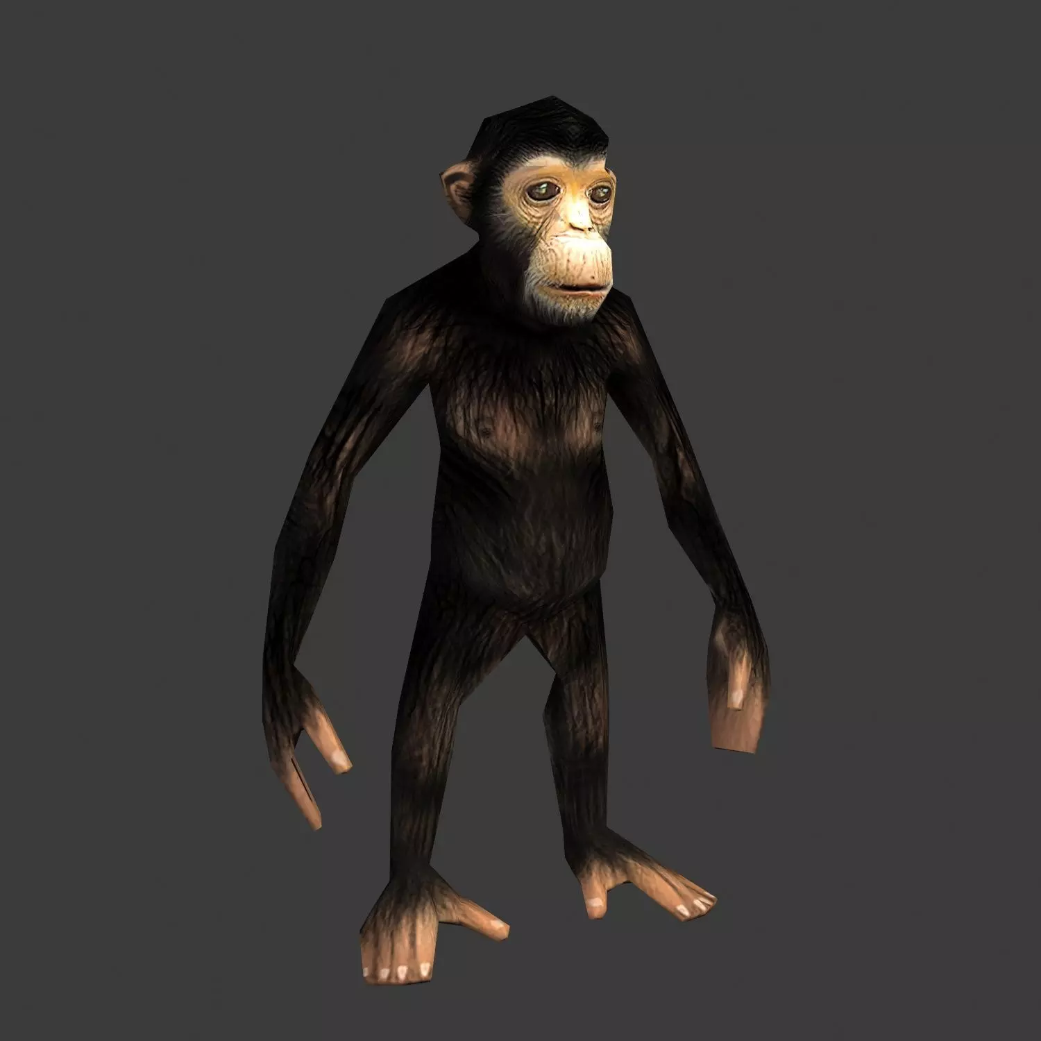 Chimpance chimpanzee Low-poly 3D model_0