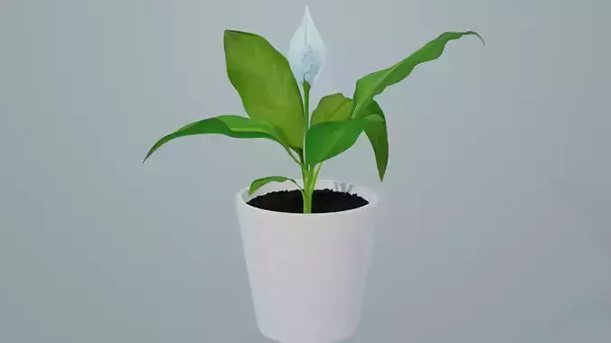Spathiphyllum 3D Model plant in pot