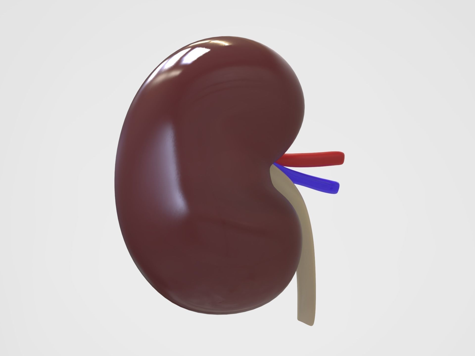 Kidney Anatomy 3D model_10
