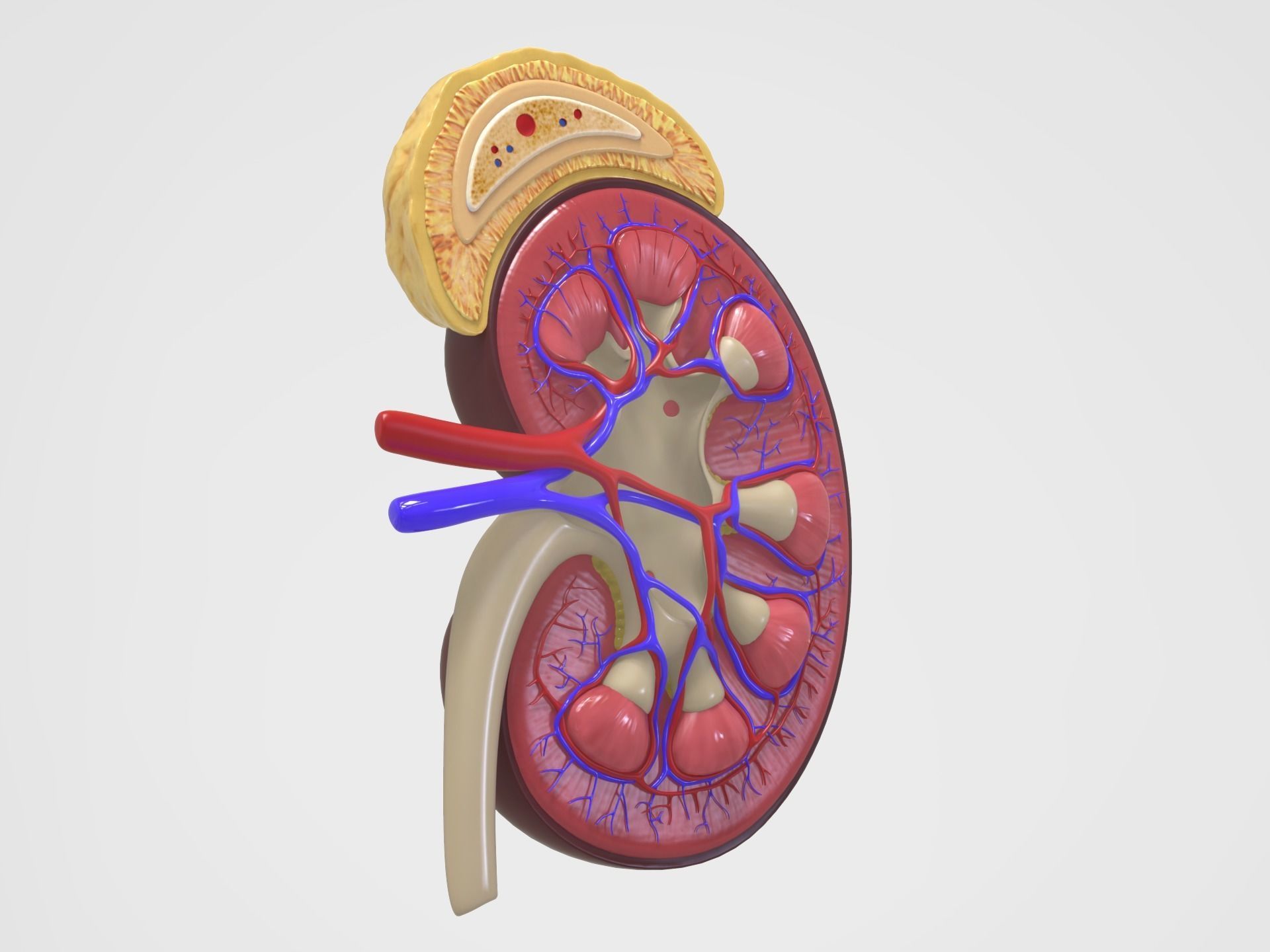 Kidney Anatomy 3D model_5