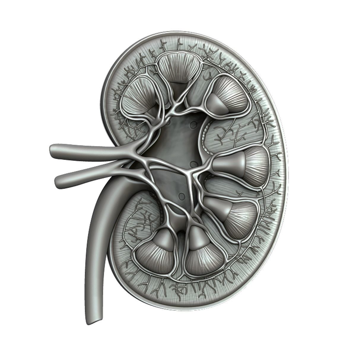 Kidney Anatomy 3D model_18