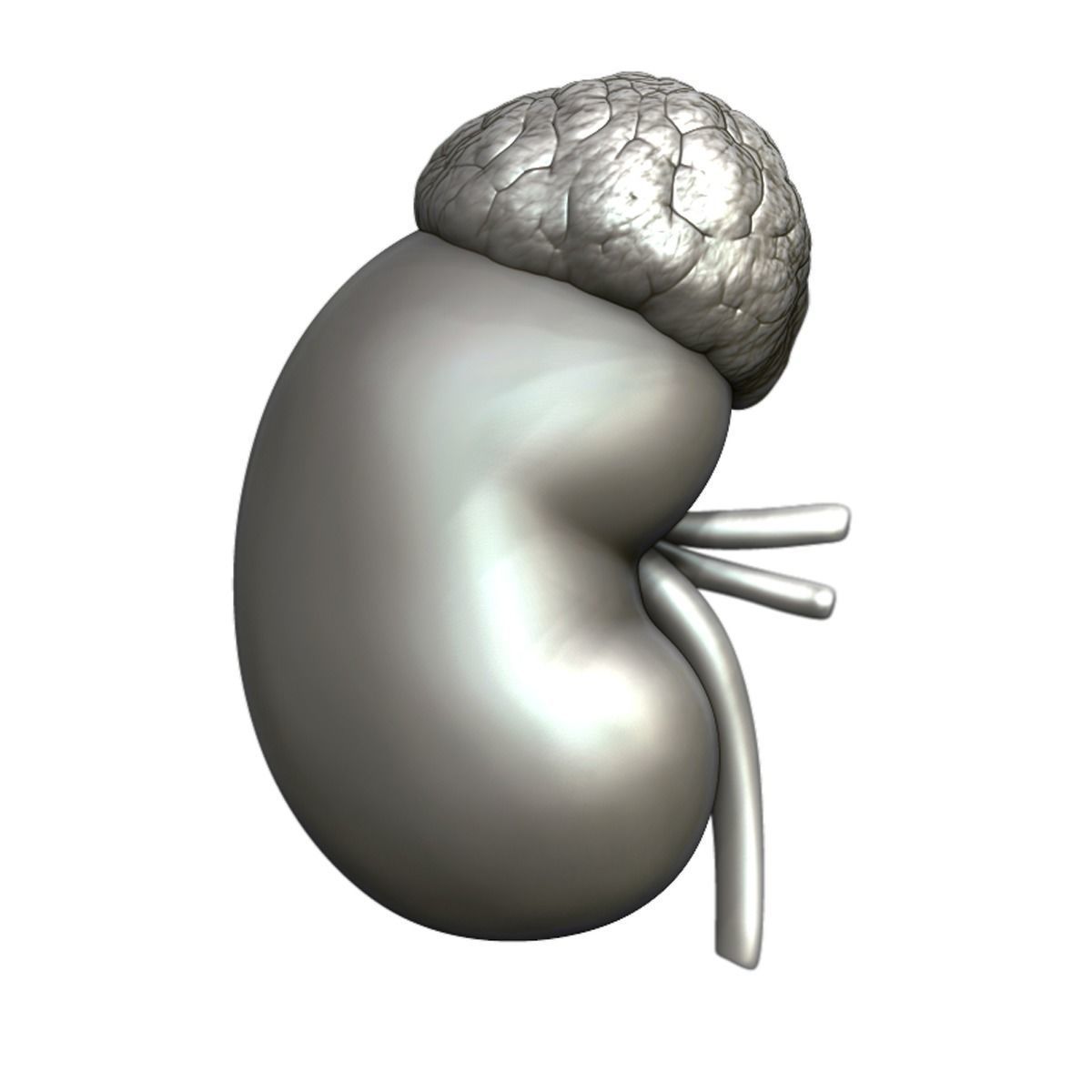 Kidney Anatomy 3D model_17