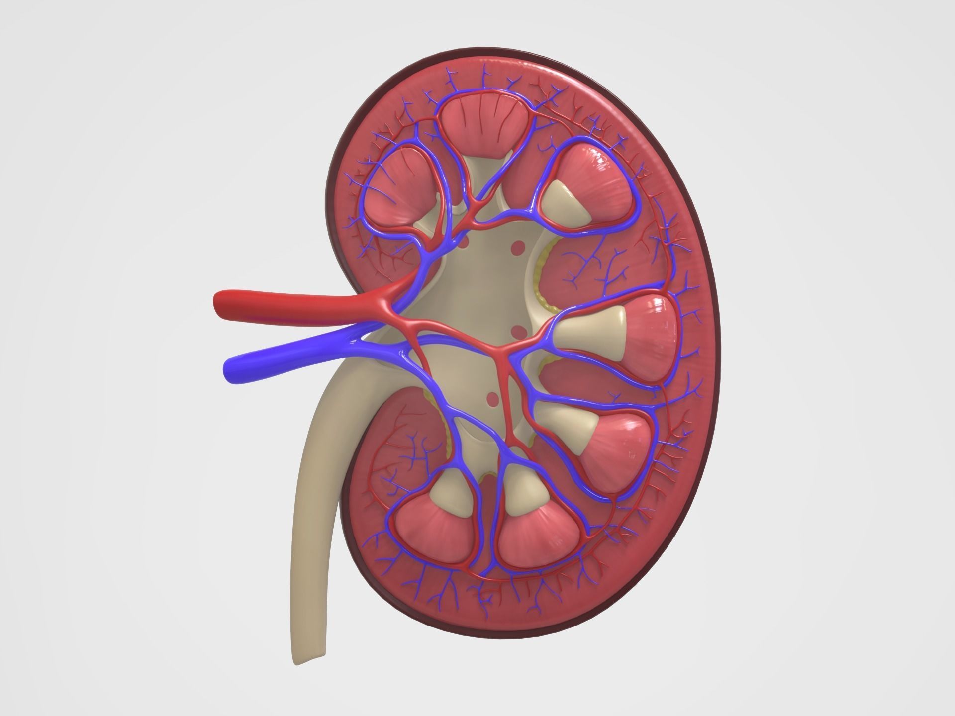 Kidney Anatomy 3D model_9