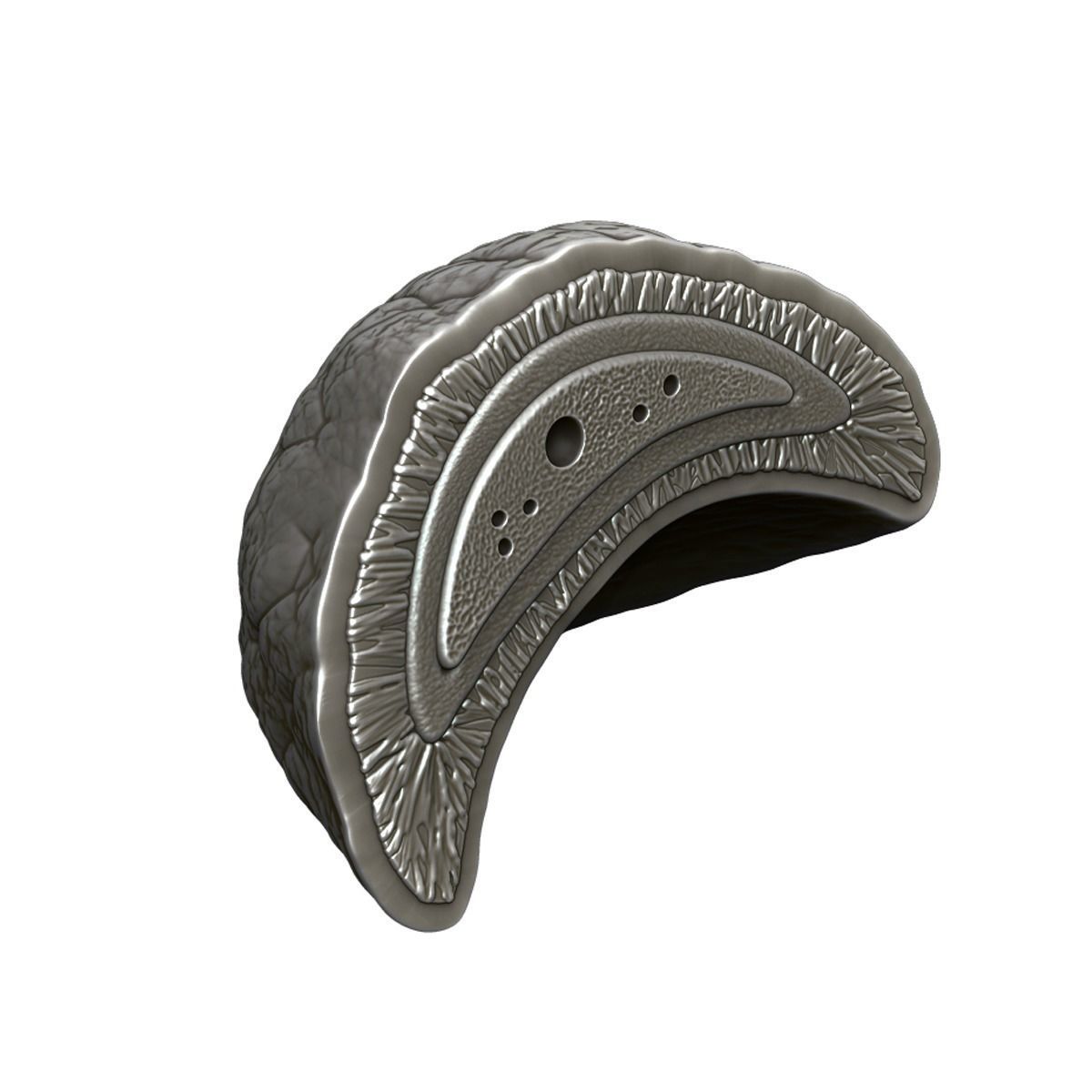 Kidney Anatomy 3D model_21