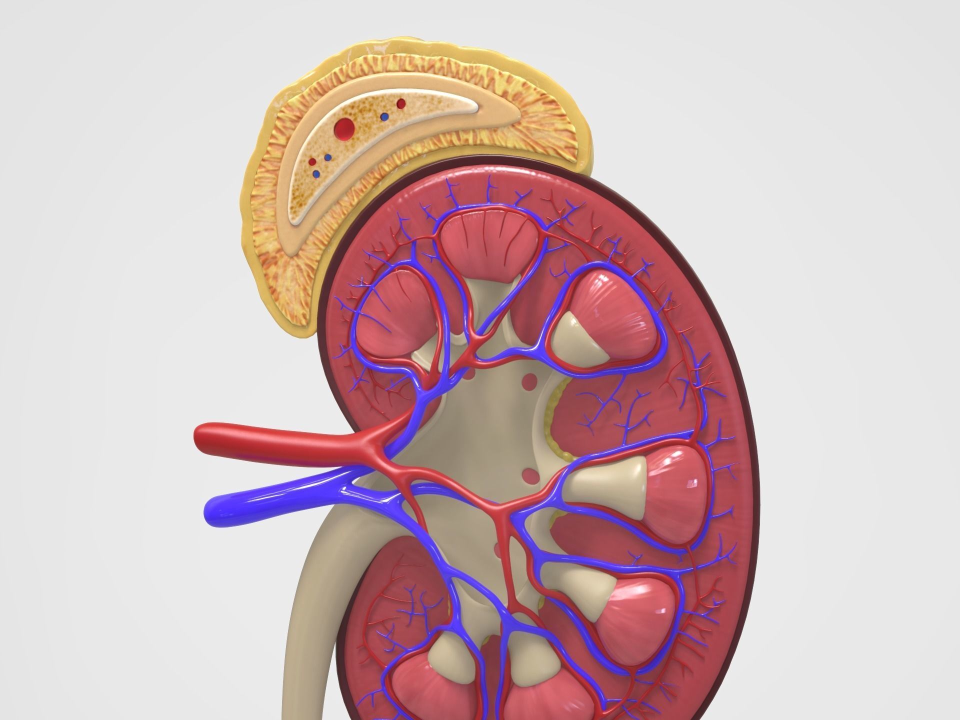 Kidney Anatomy 3D model_3