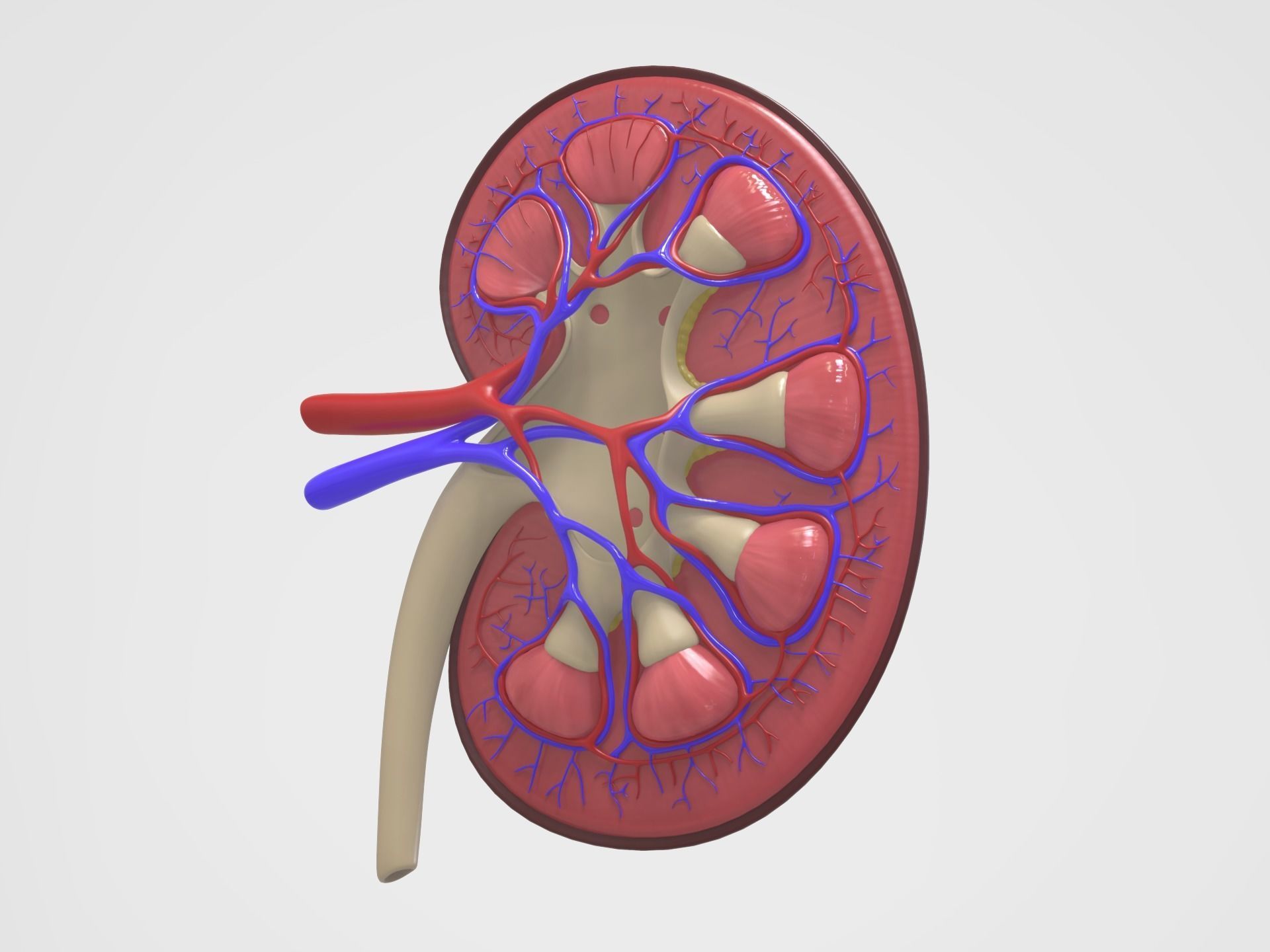 Kidney Anatomy 3D model_11