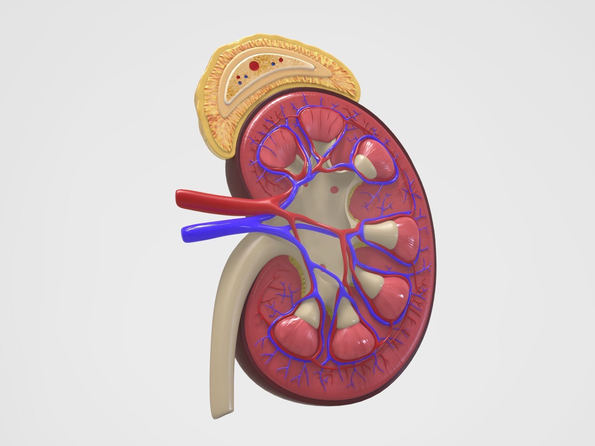Kidney Anatomy 3D model_2