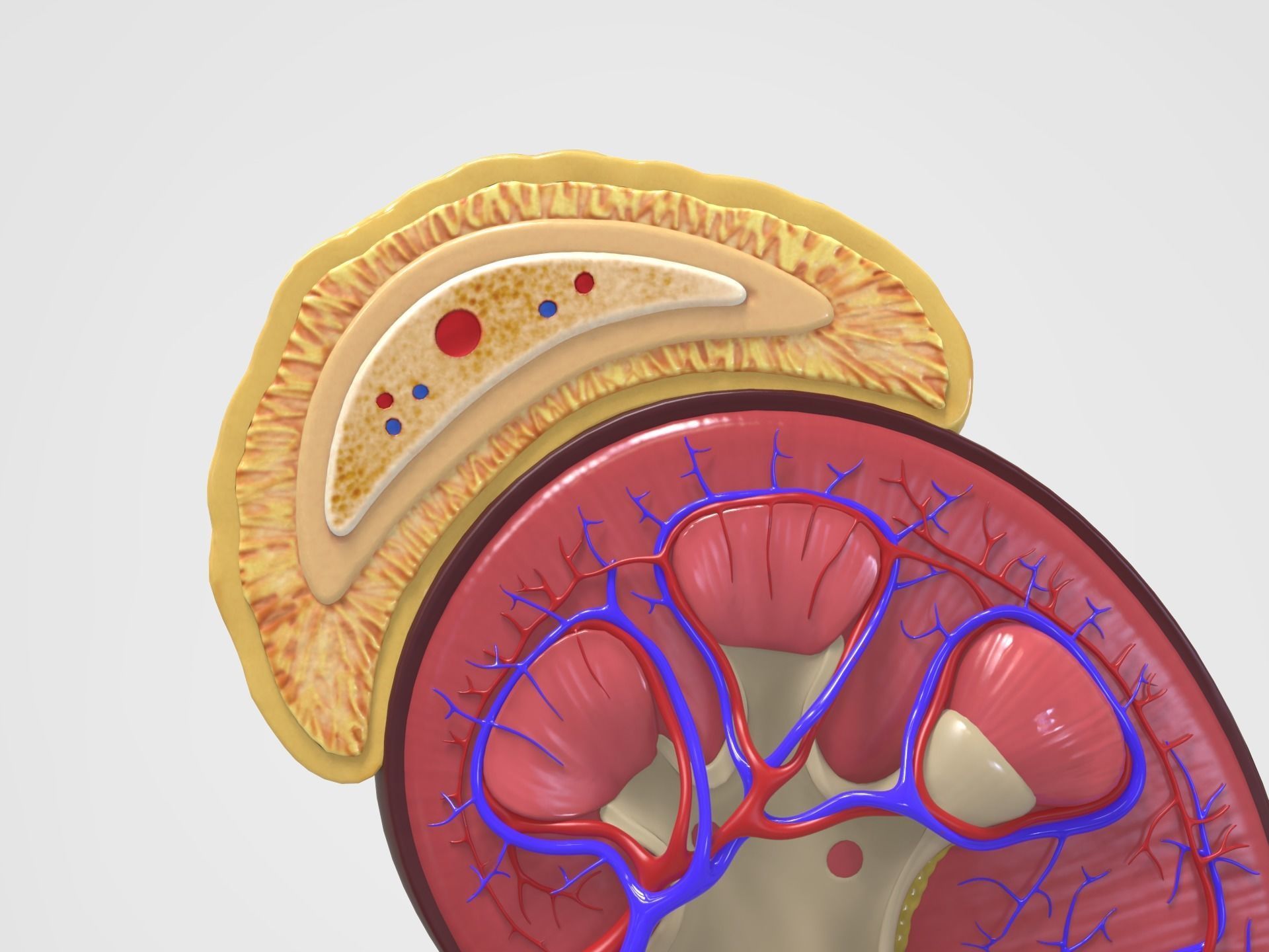 Kidney Anatomy 3D model_7