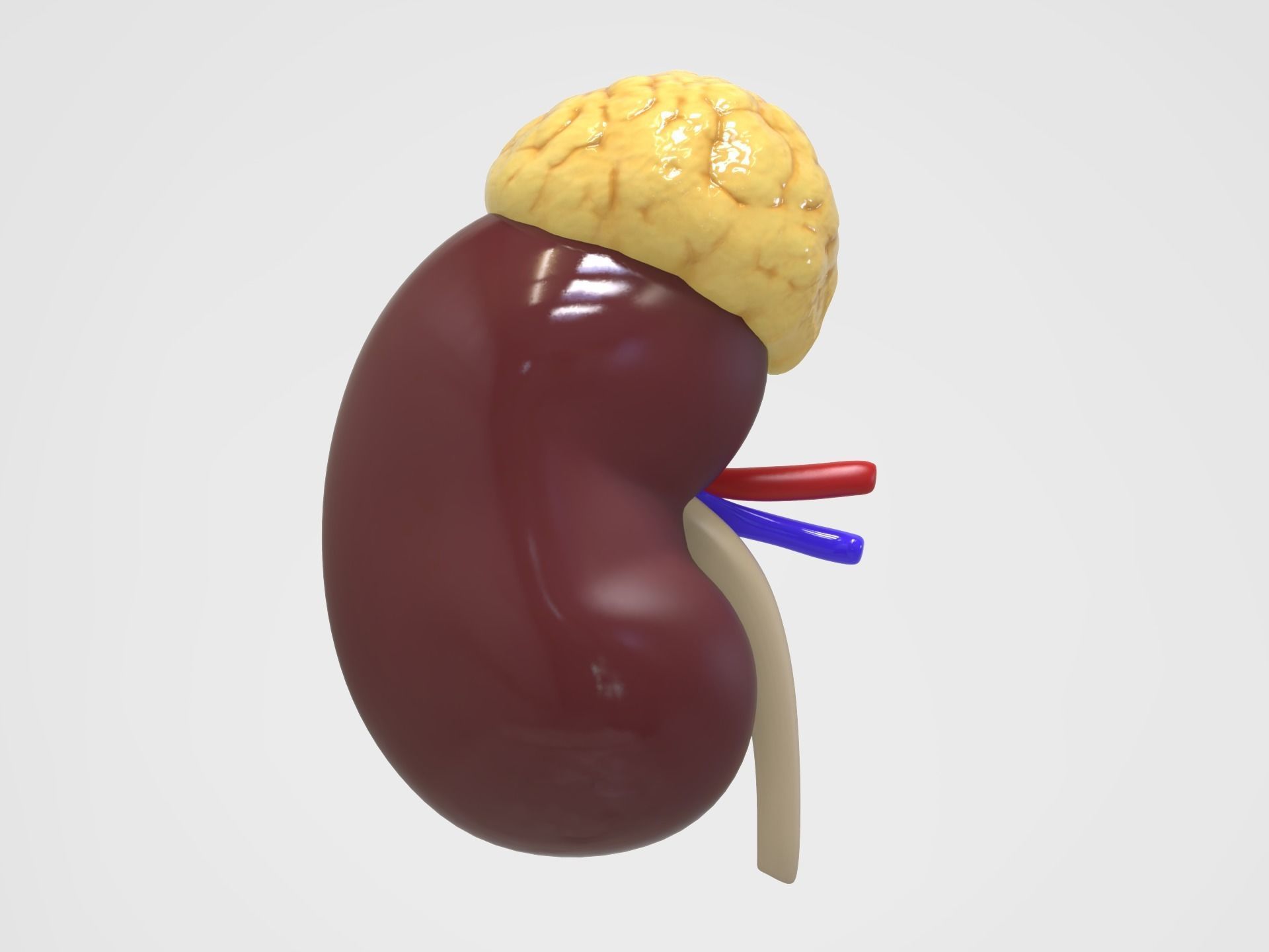 Kidney Anatomy 3D model_4