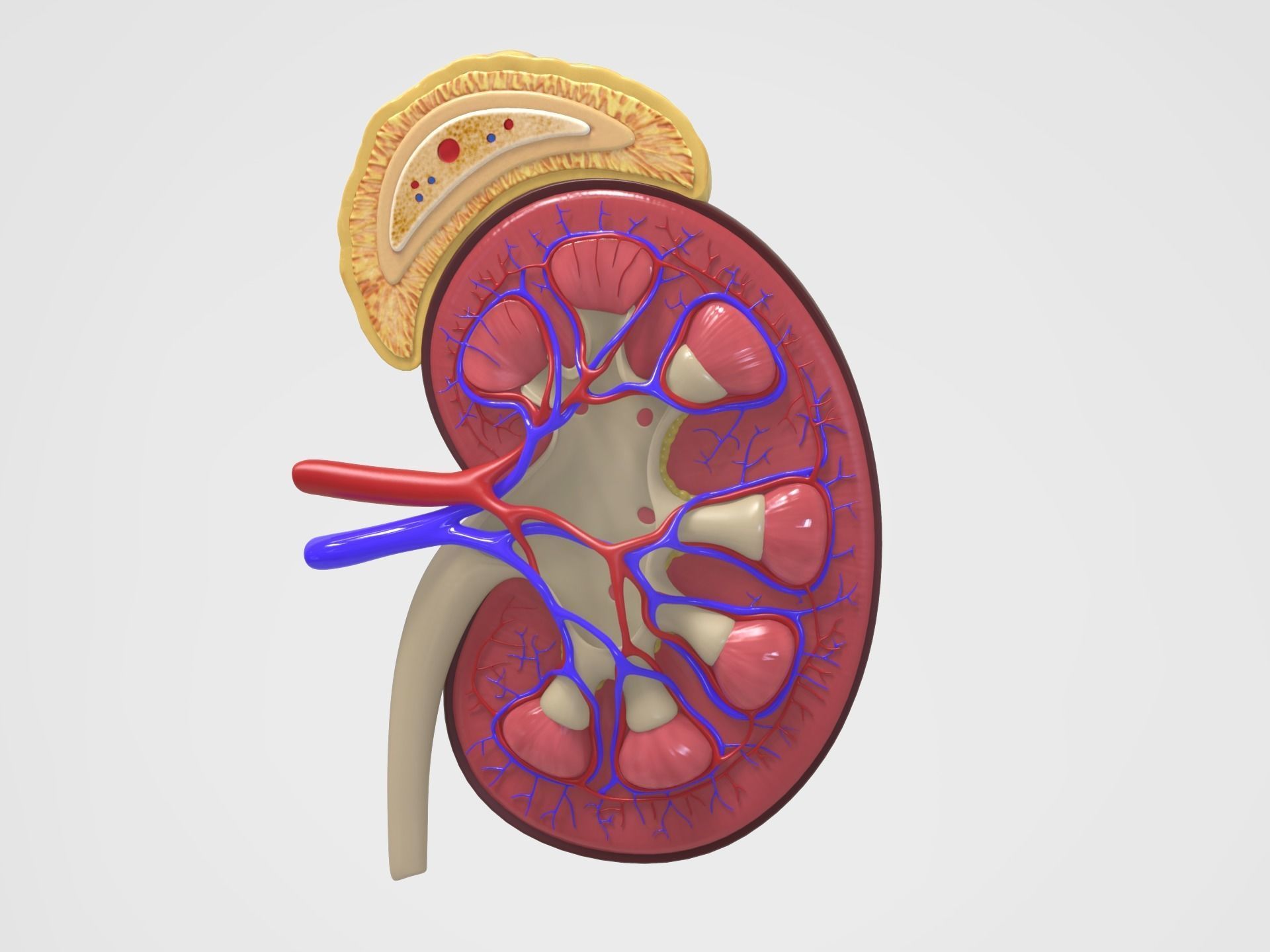 Kidney Anatomy 3D model_6
