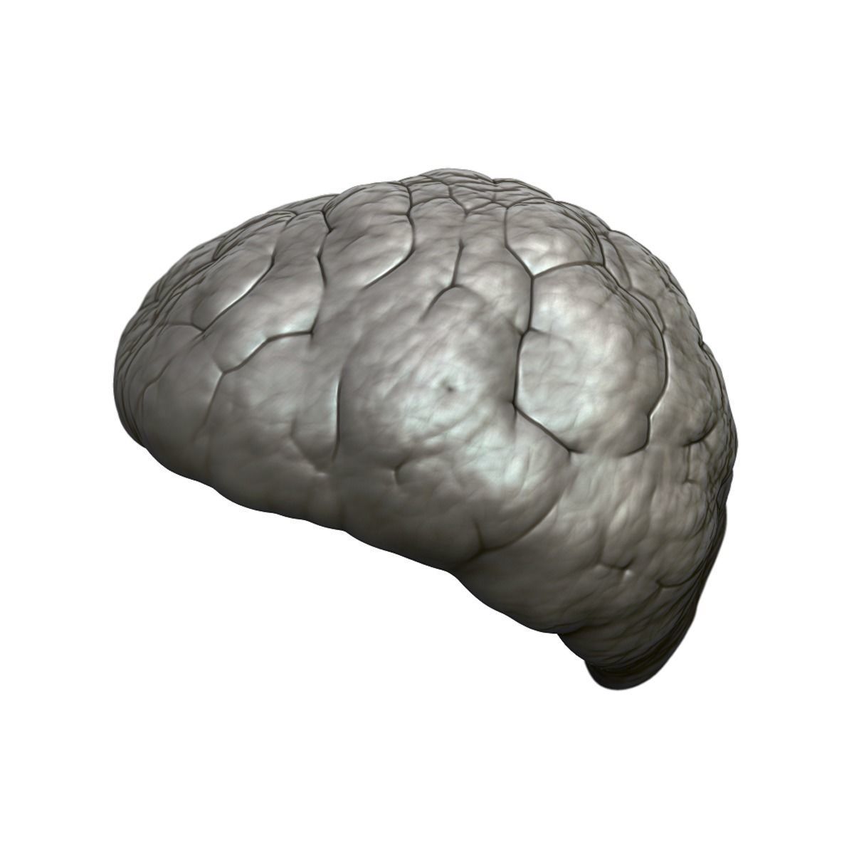 Kidney Anatomy 3D model_23