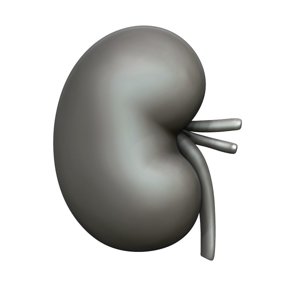Kidney Anatomy 3D model_20
