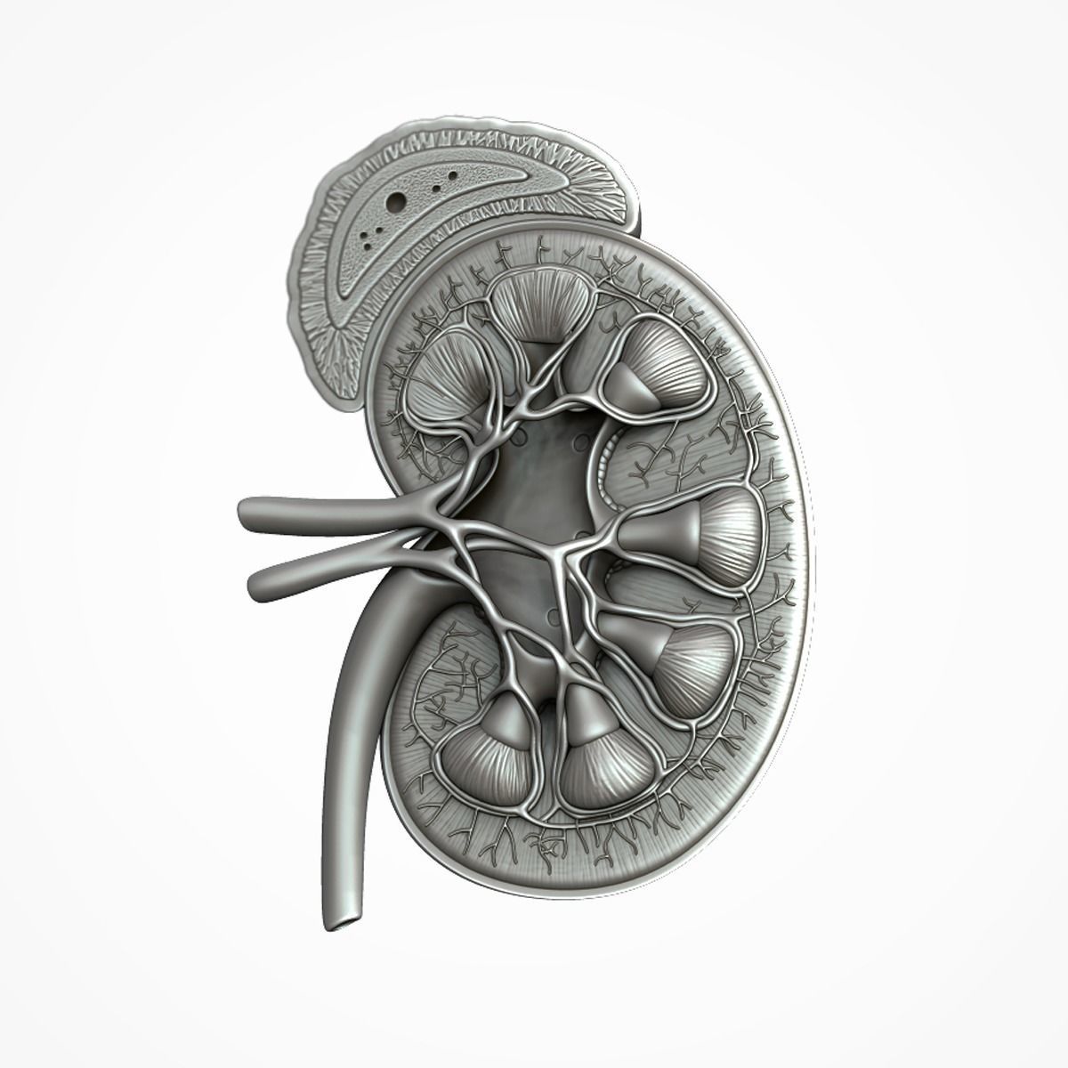 Kidney Anatomy 3D model_14