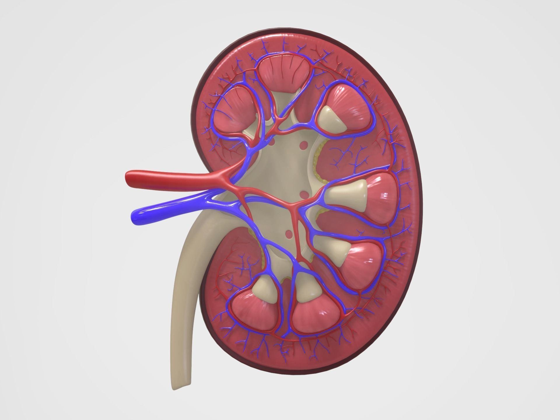 Kidney Anatomy 3D model_8