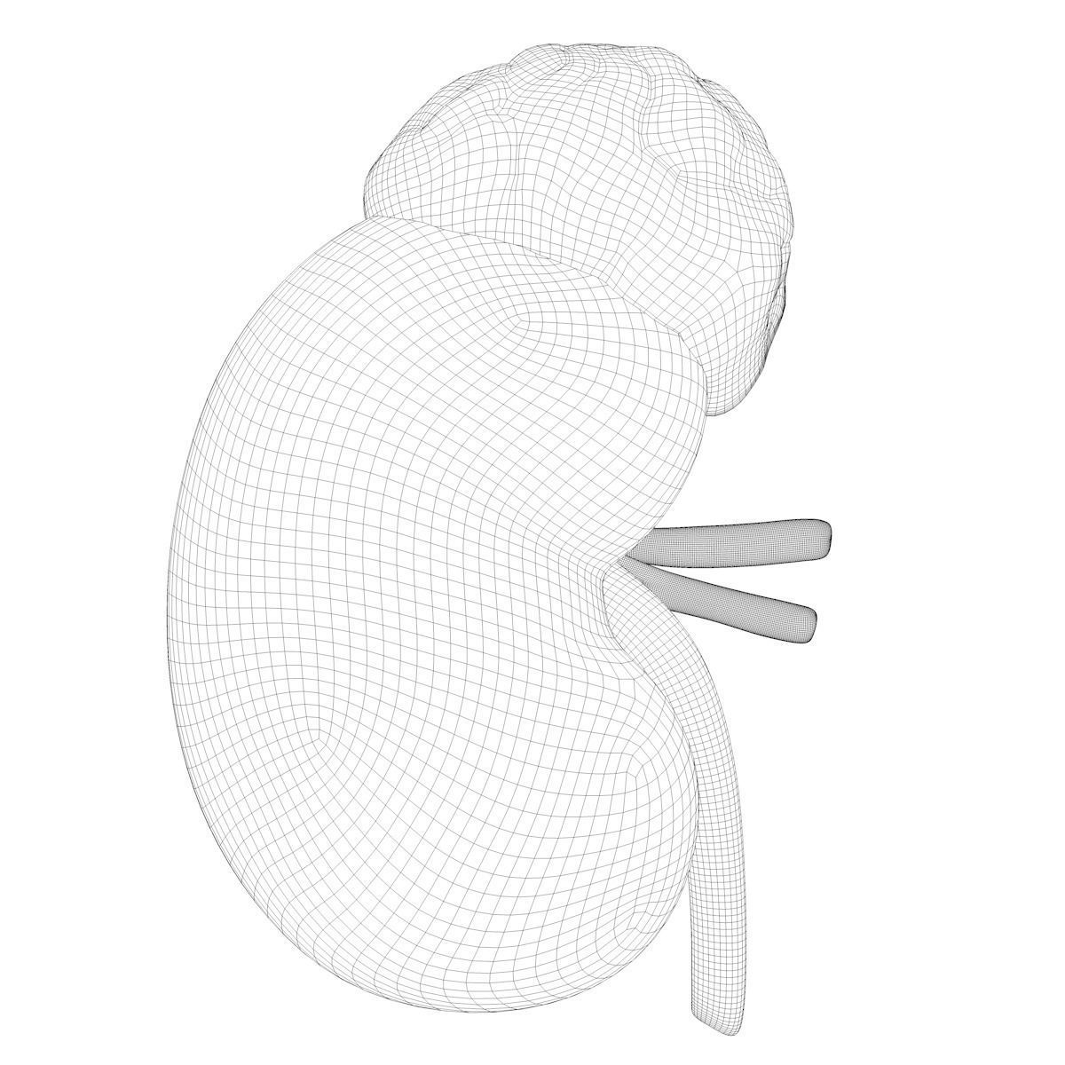 Kidney Anatomy 3D model_25
