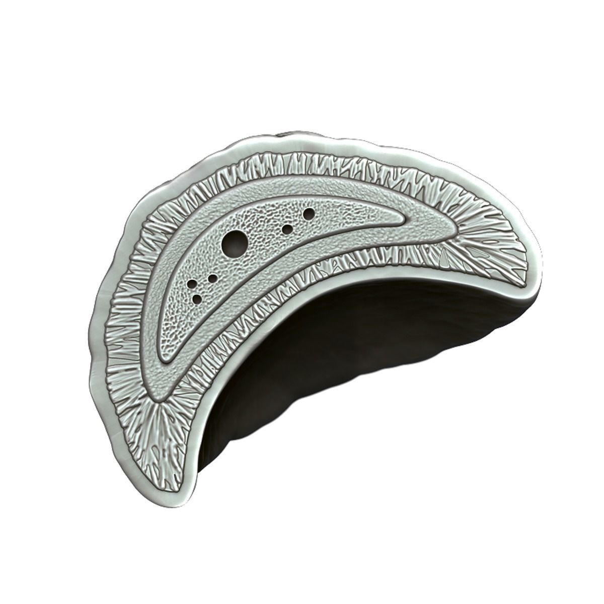 Kidney Anatomy 3D model_22