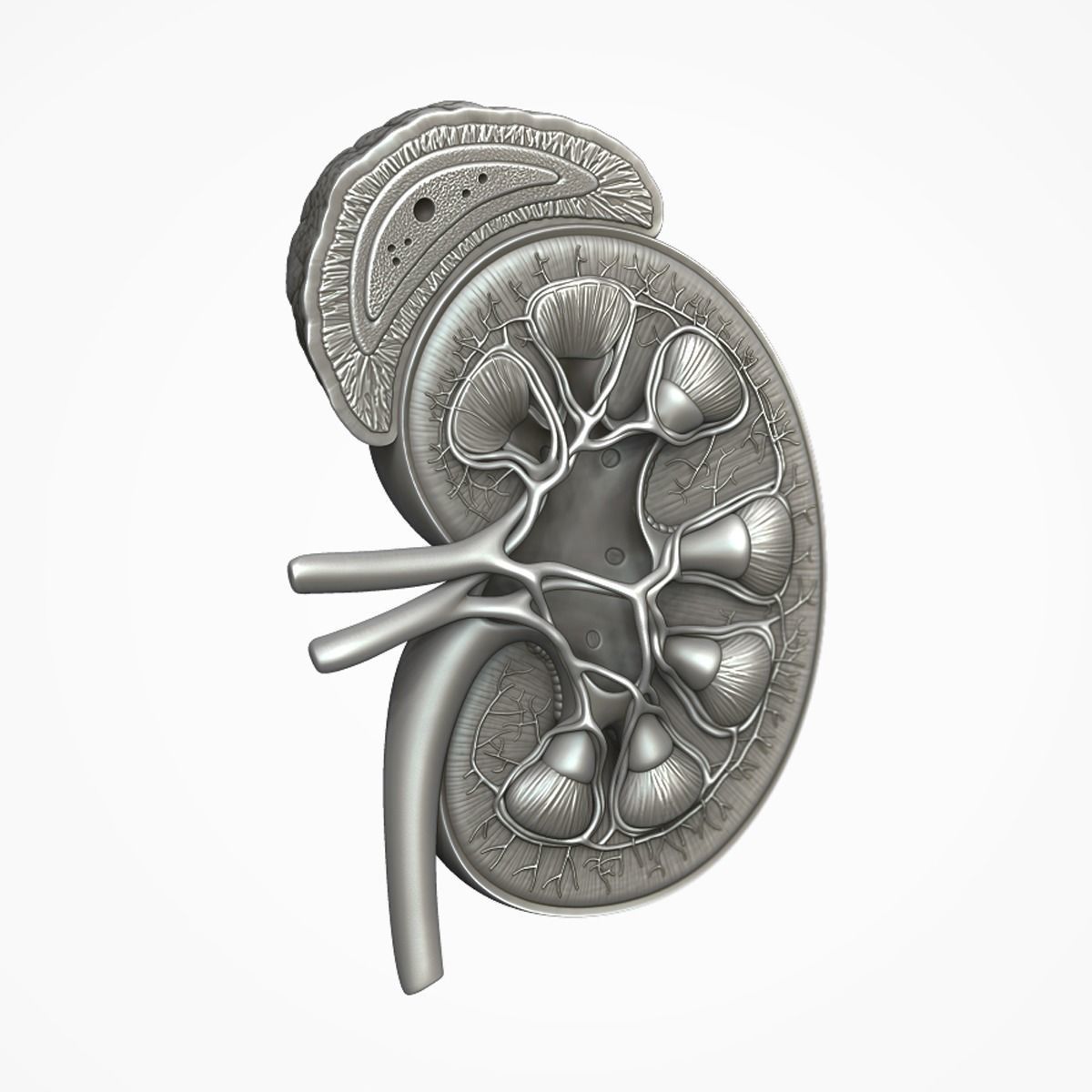 Kidney Anatomy 3D model_16