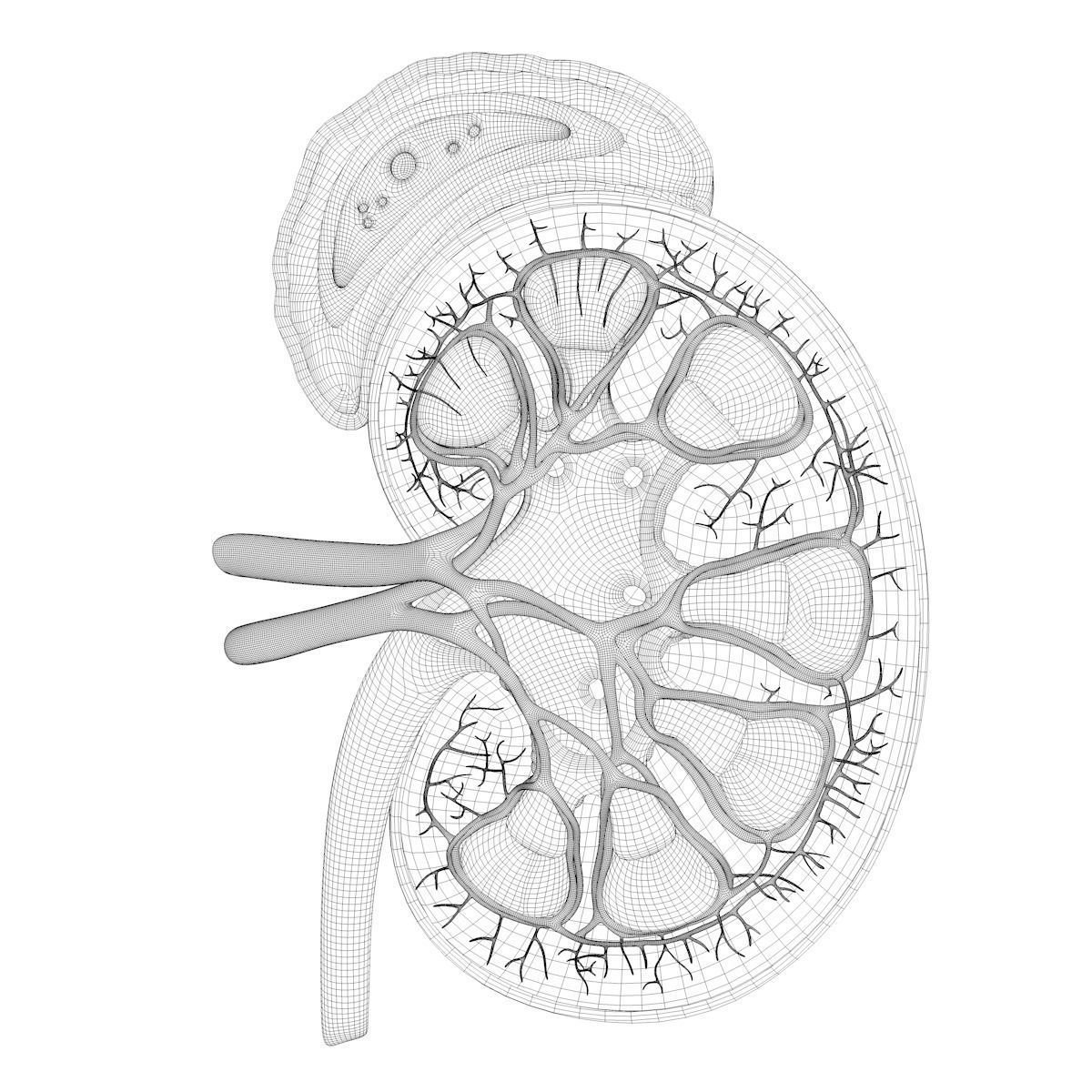 Kidney Anatomy 3D model_24