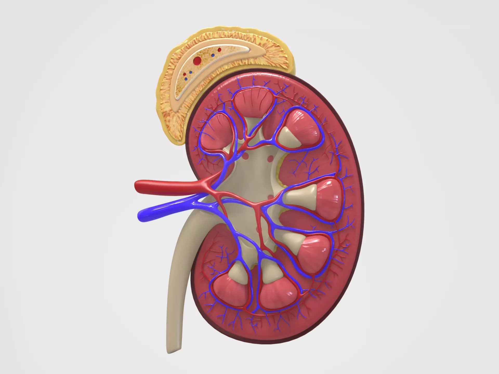 Kidney Anatomy 3D model_0