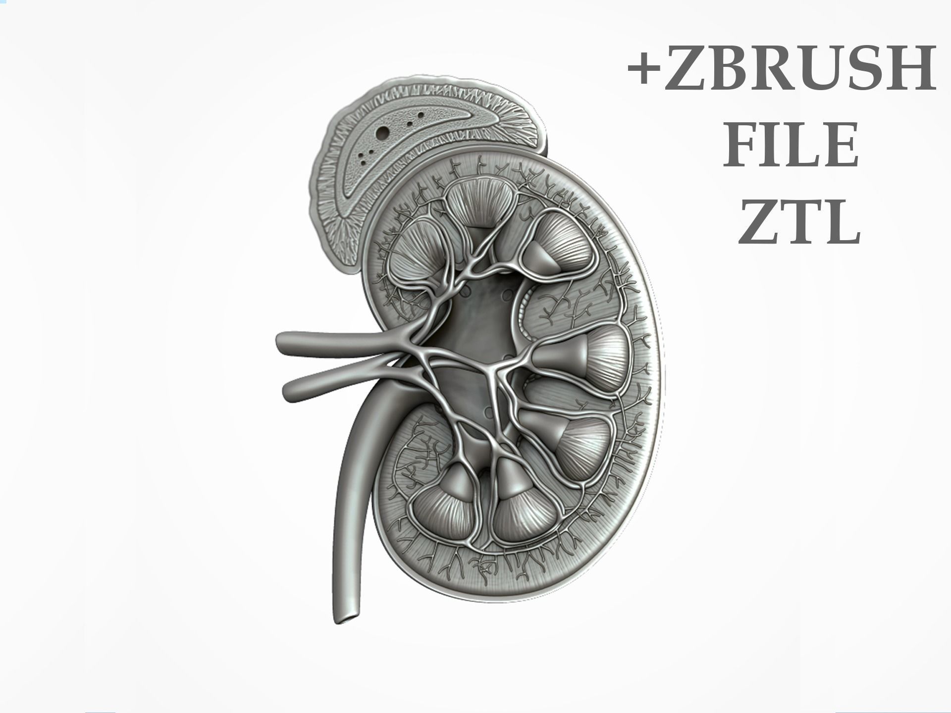 Kidney Anatomy 3D model_13