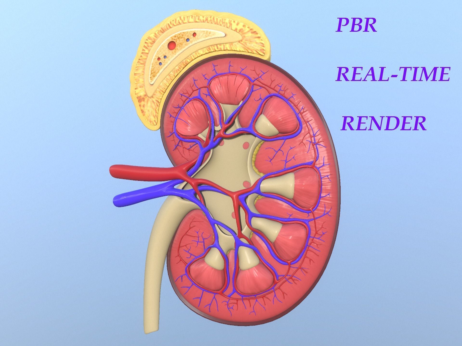 Kidney Anatomy 3D model_12