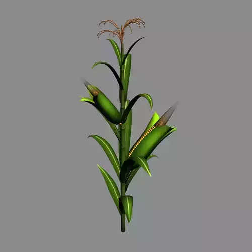 Koike town - plant - corn 01