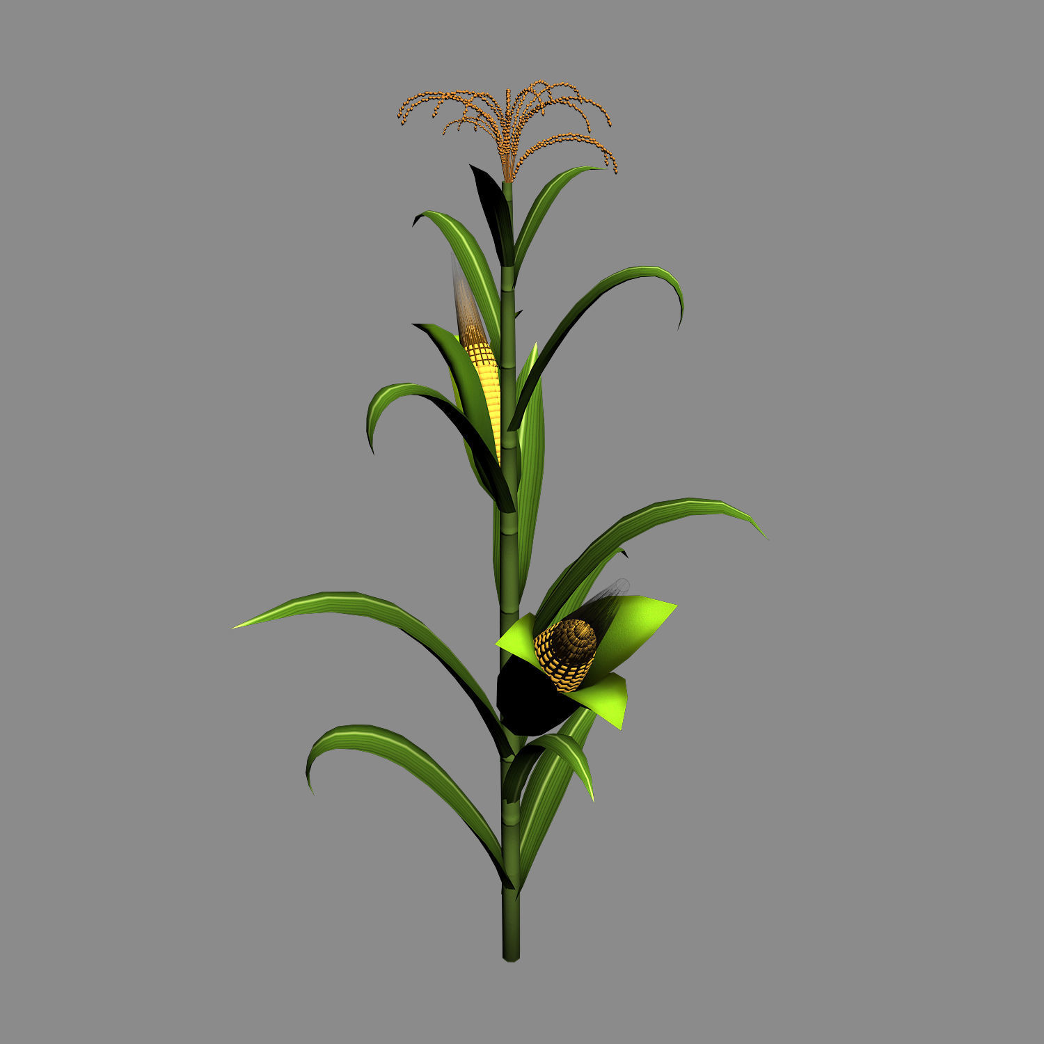Koike town - plant - corn 01 3D model_2