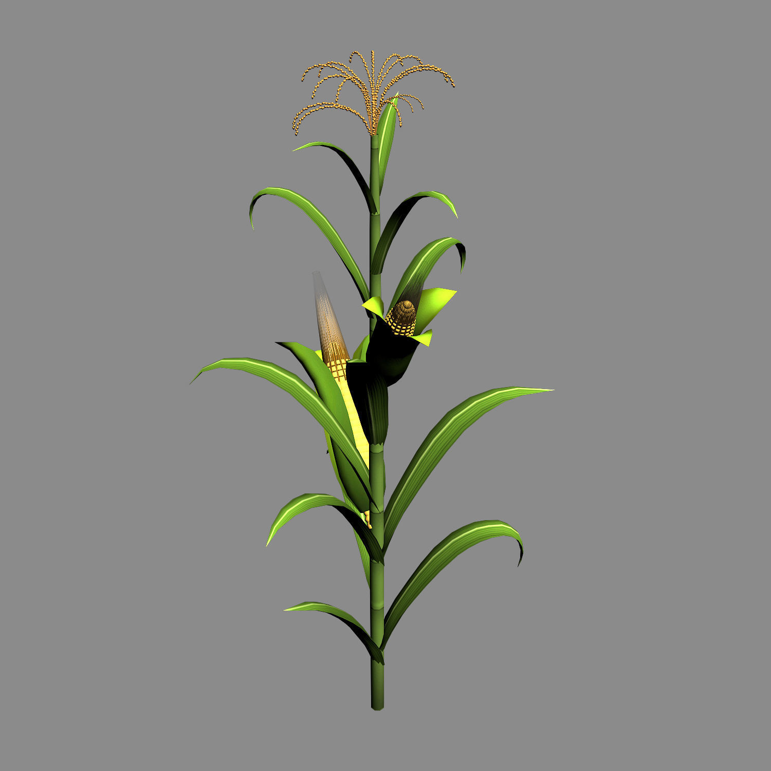 Koike town - plant - corn 01 3D model_6