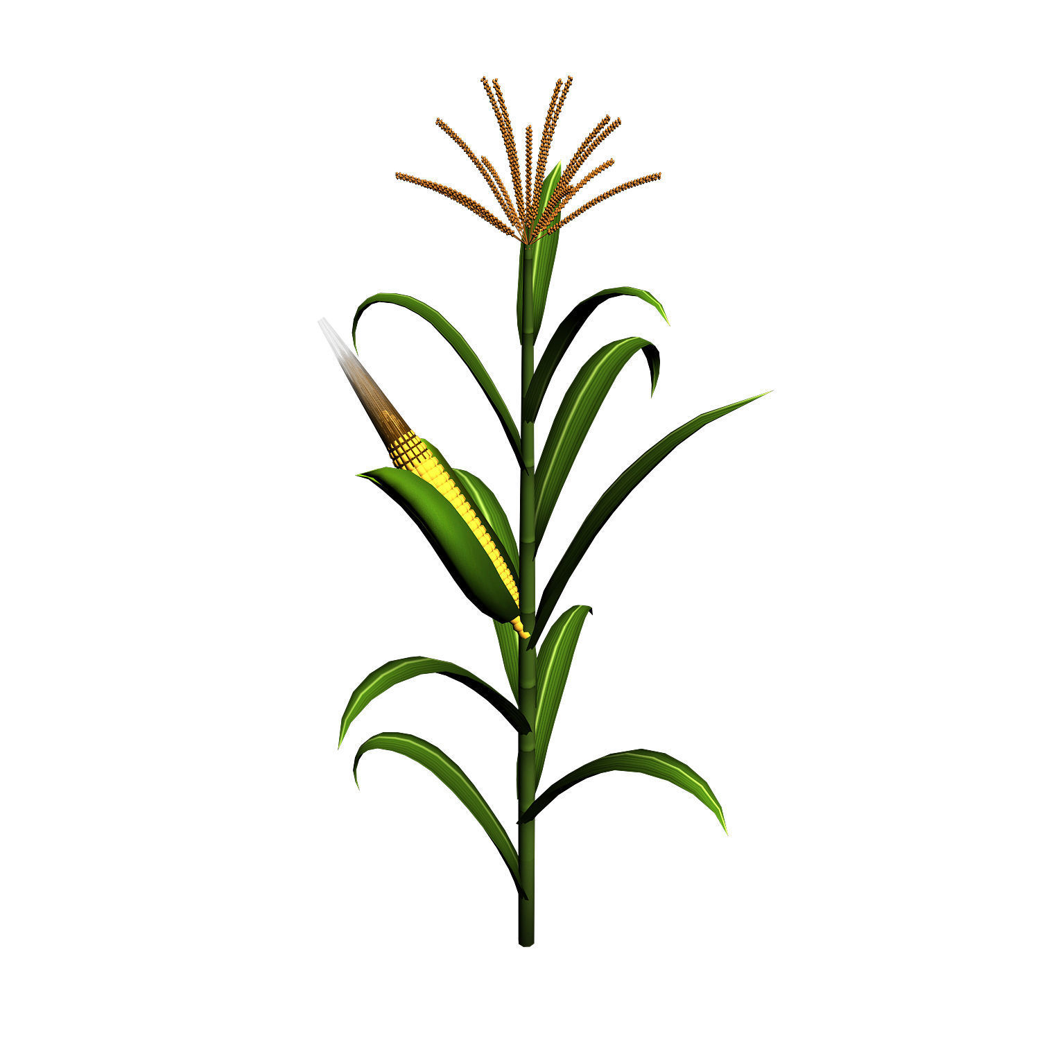 Koike town - plant - corn 02 3D model_1