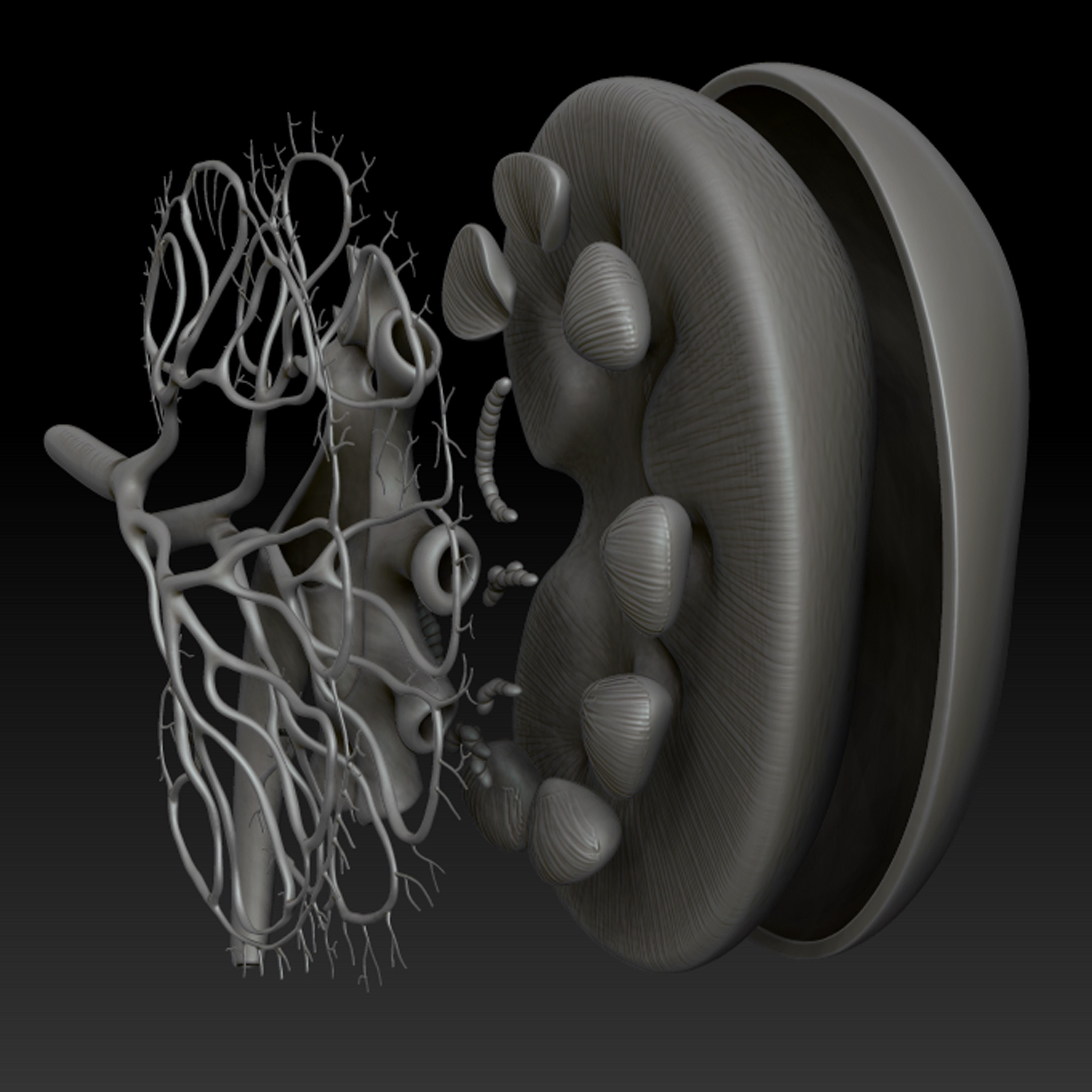 Kidney Anatomy 3D model_11