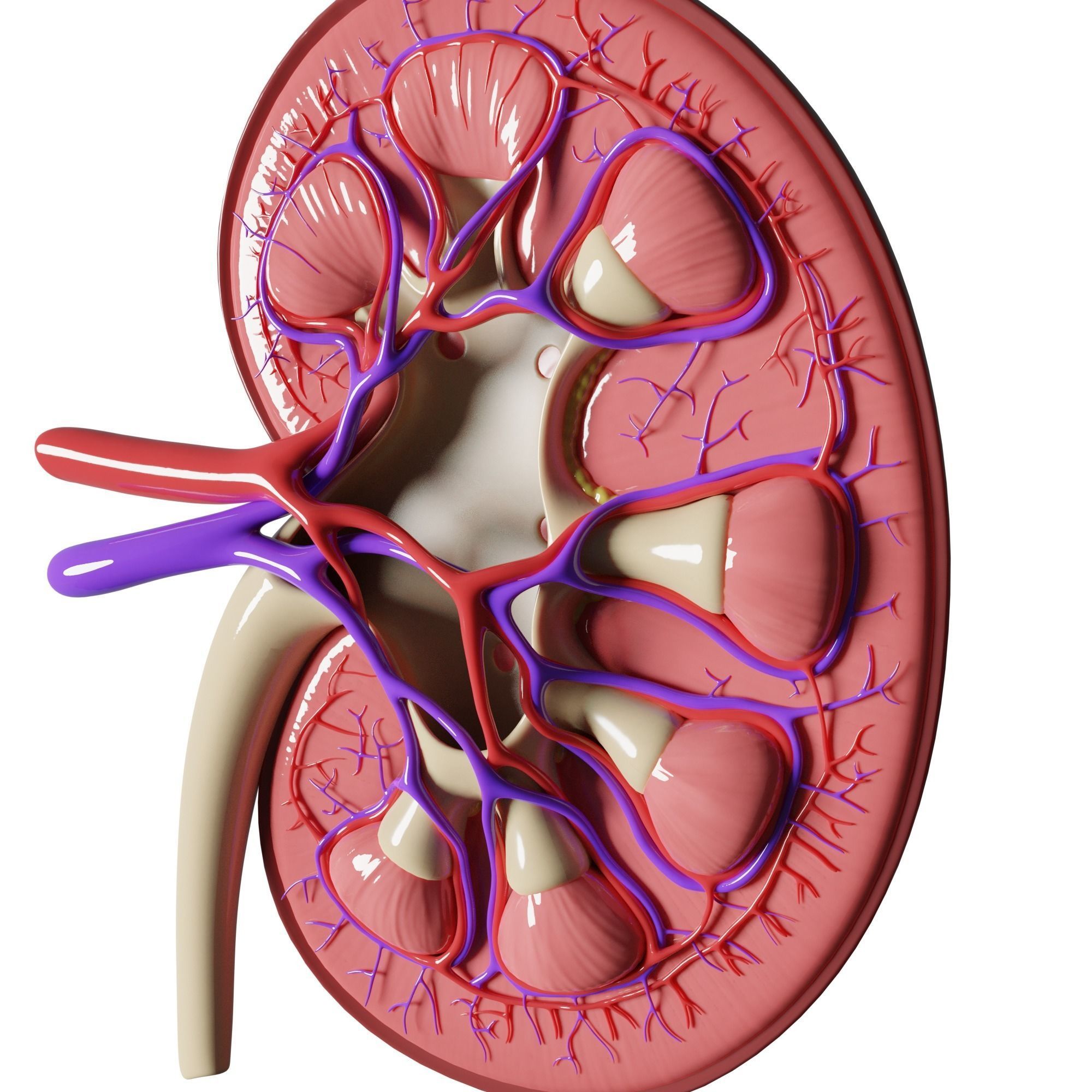 Kidney Anatomy 3D model_3