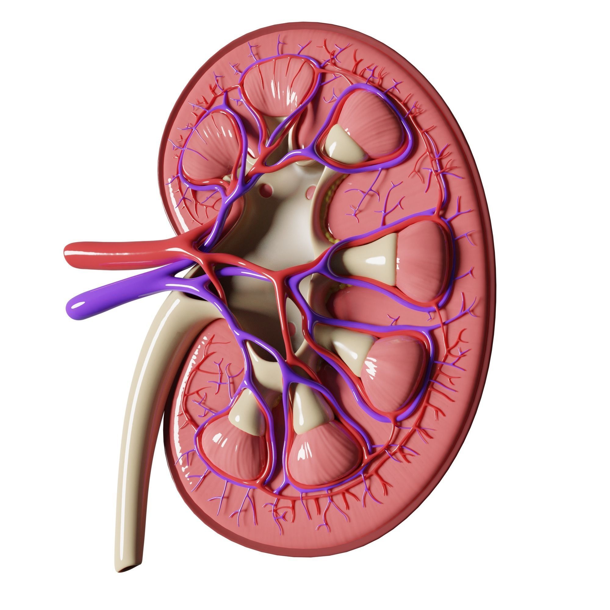 Kidney Anatomy 3D model_1