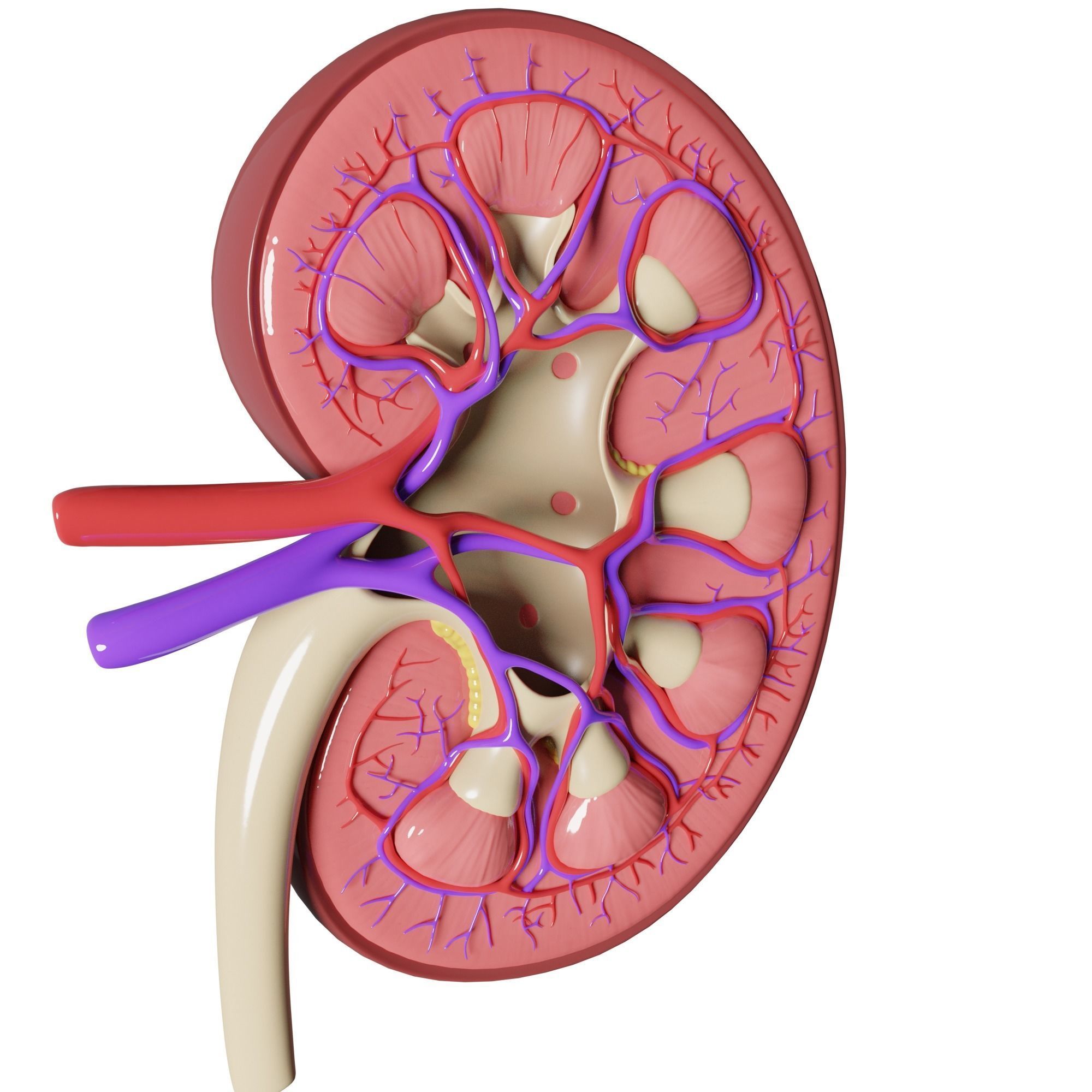 Kidney Anatomy 3D model_2