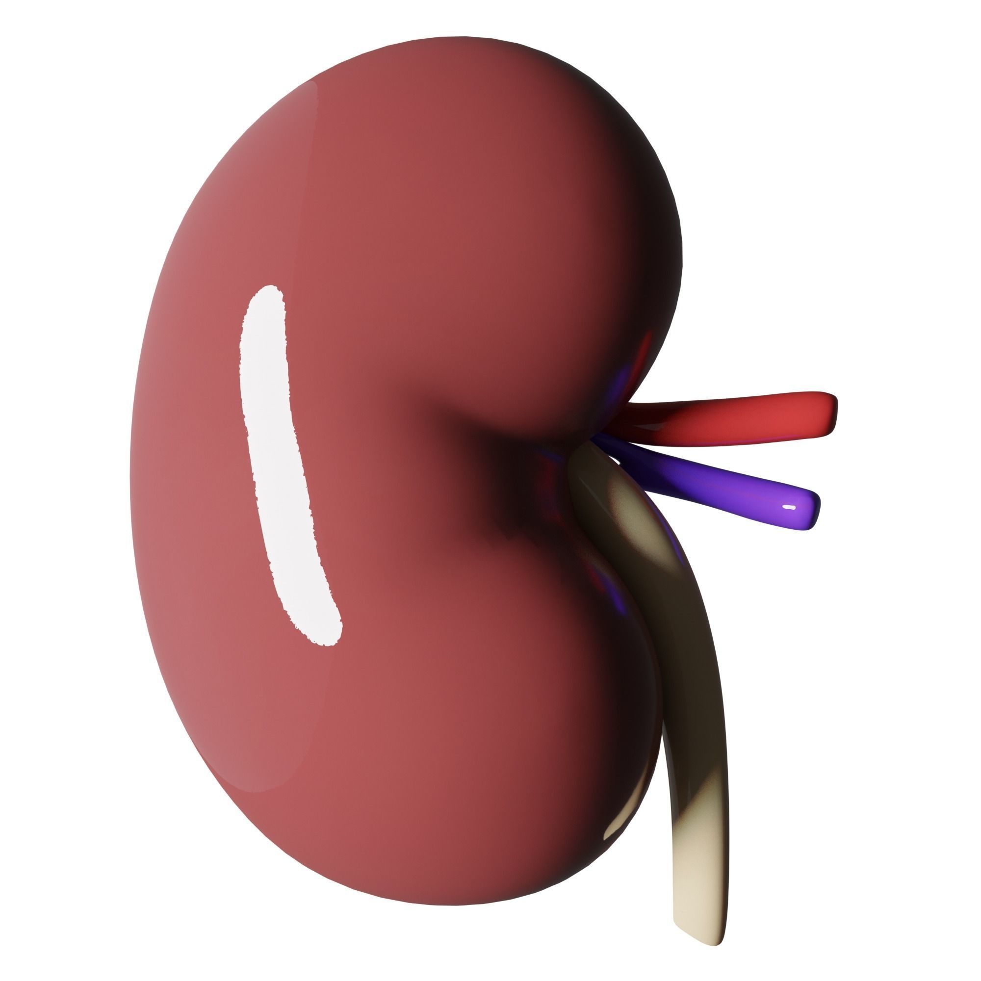 Kidney Anatomy 3D model_4