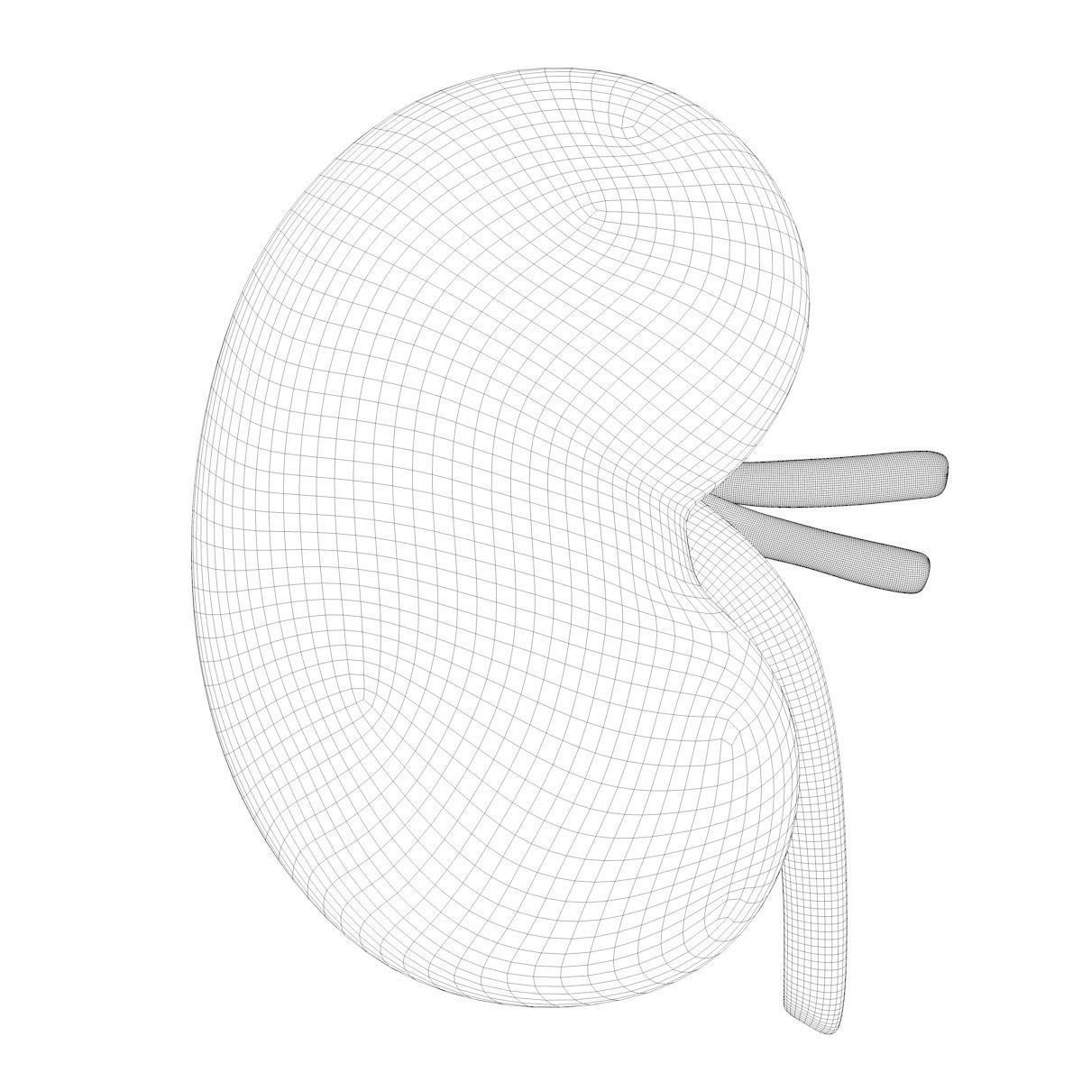 Kidney Anatomy 3D model_9