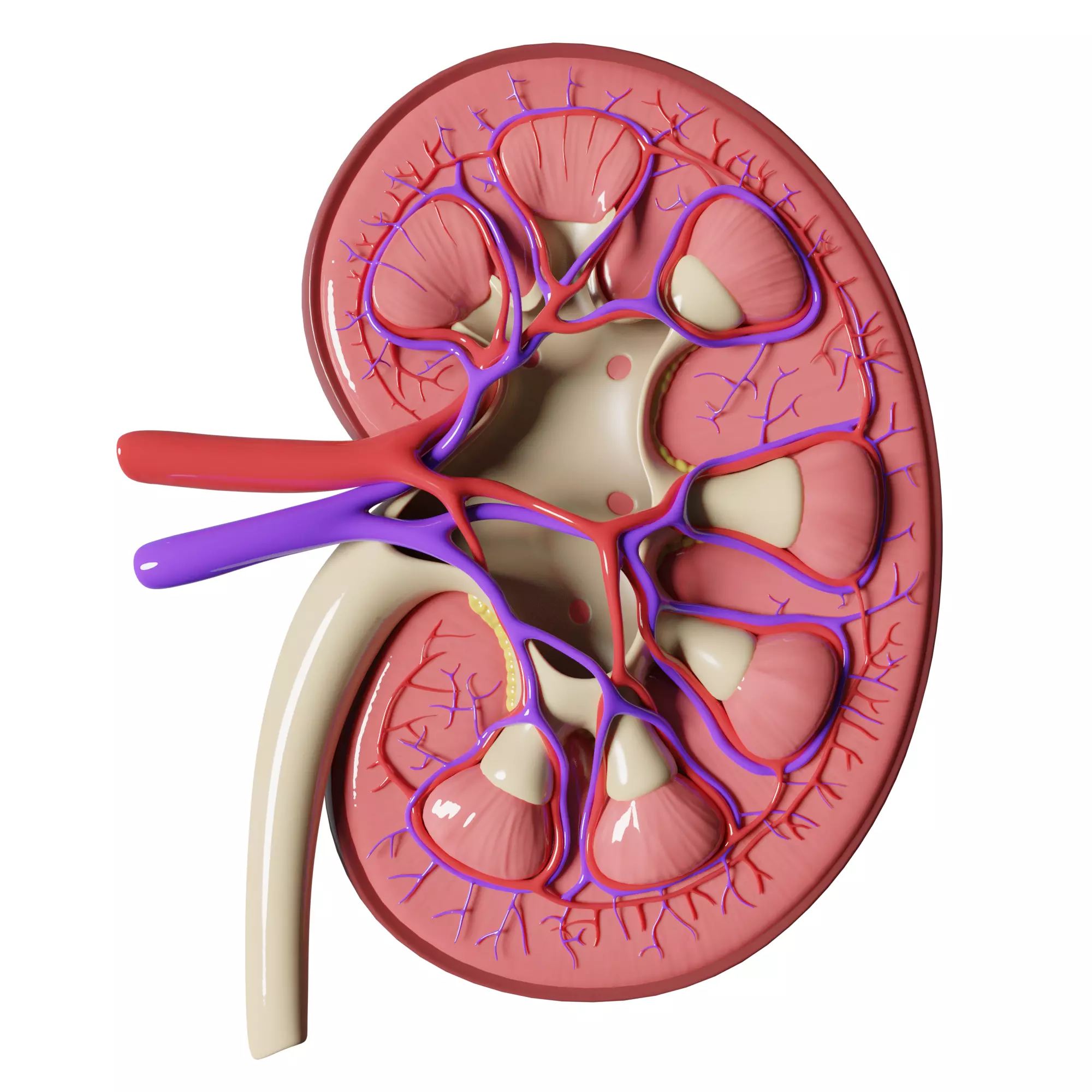 Kidney Anatomy 3D model_0