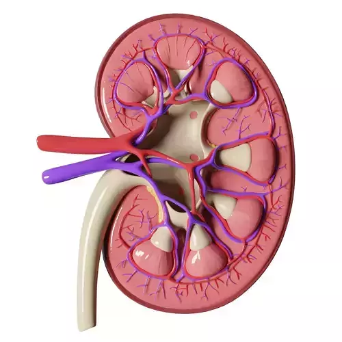 Kidney Anatomy