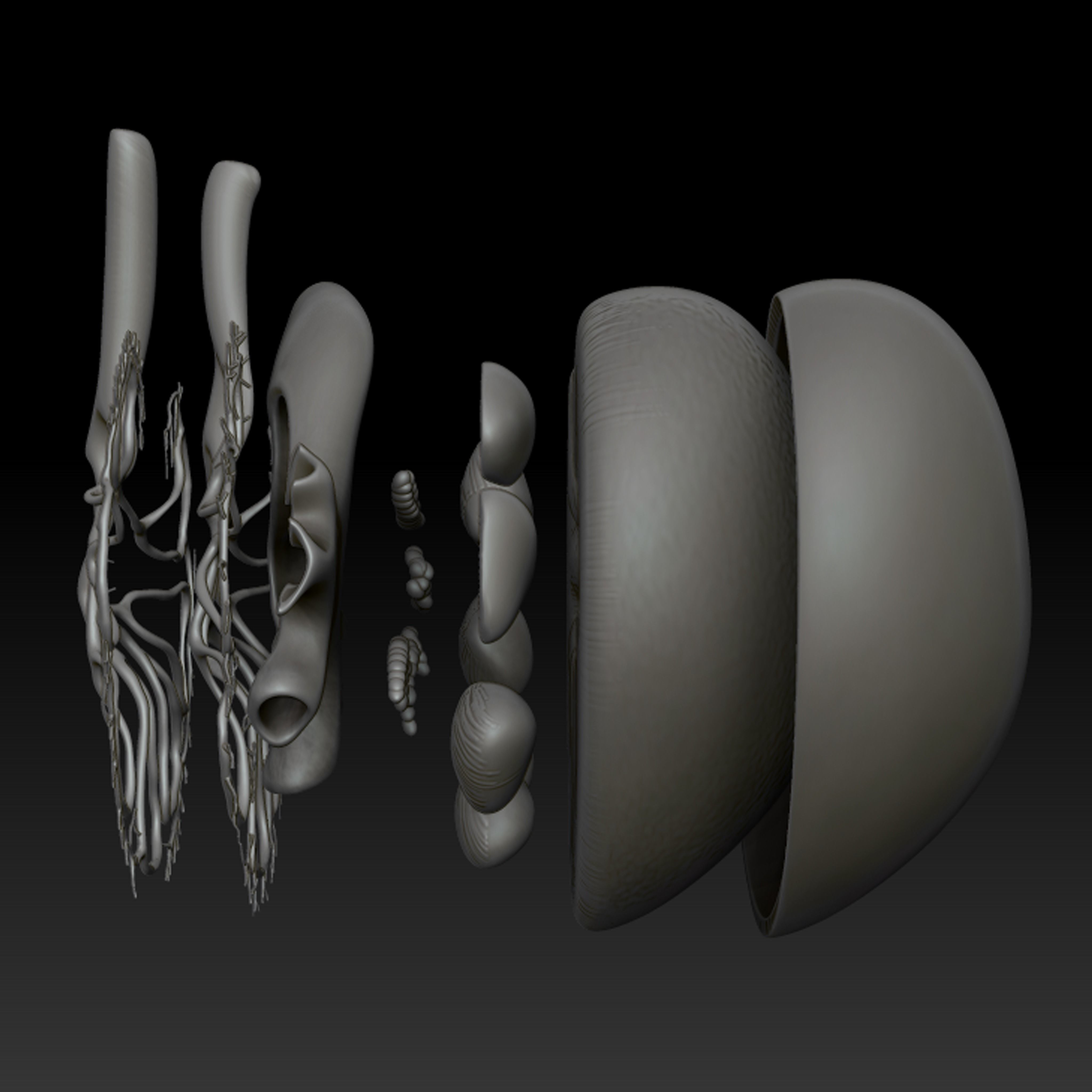 Kidney Anatomy 3D model_10