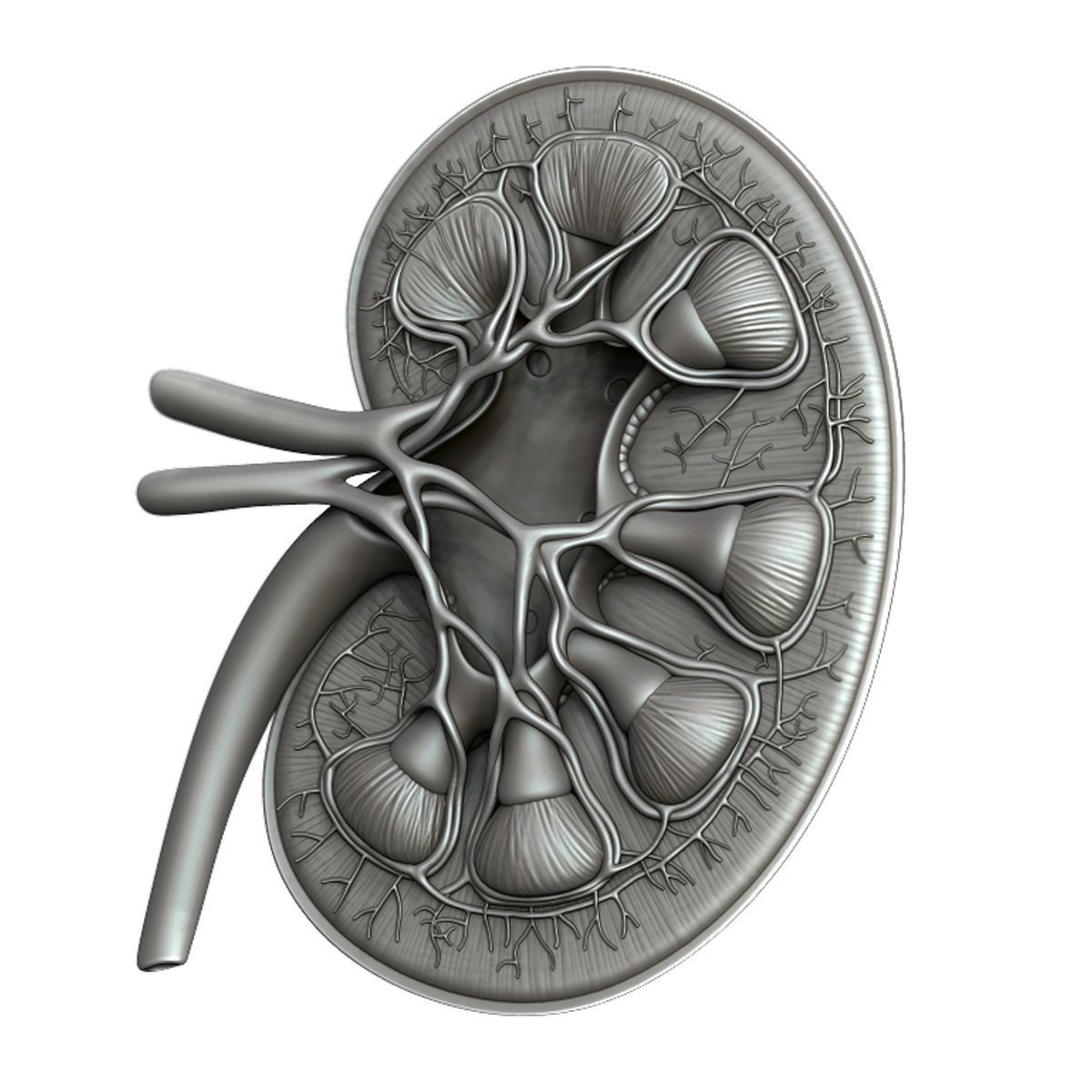 Kidney Anatomy 3D model_6